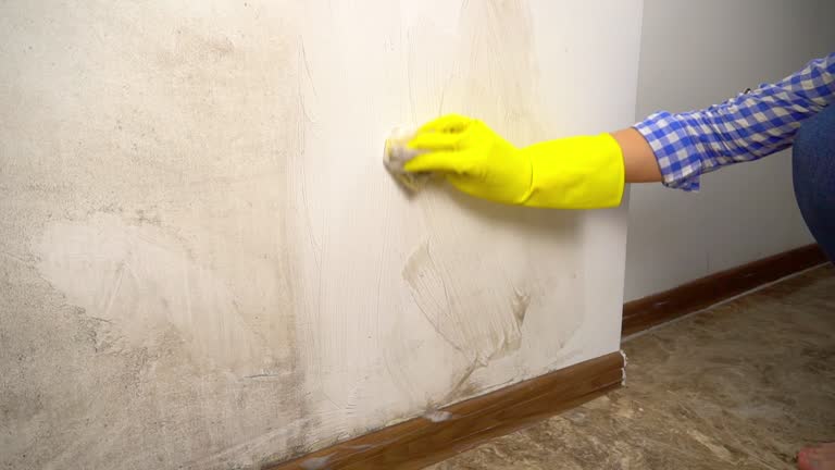 Best Emergency Mold Remediation  in Kailua, HI