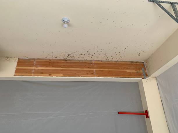Best Mold Odor Removal Services  in Kailua, HI